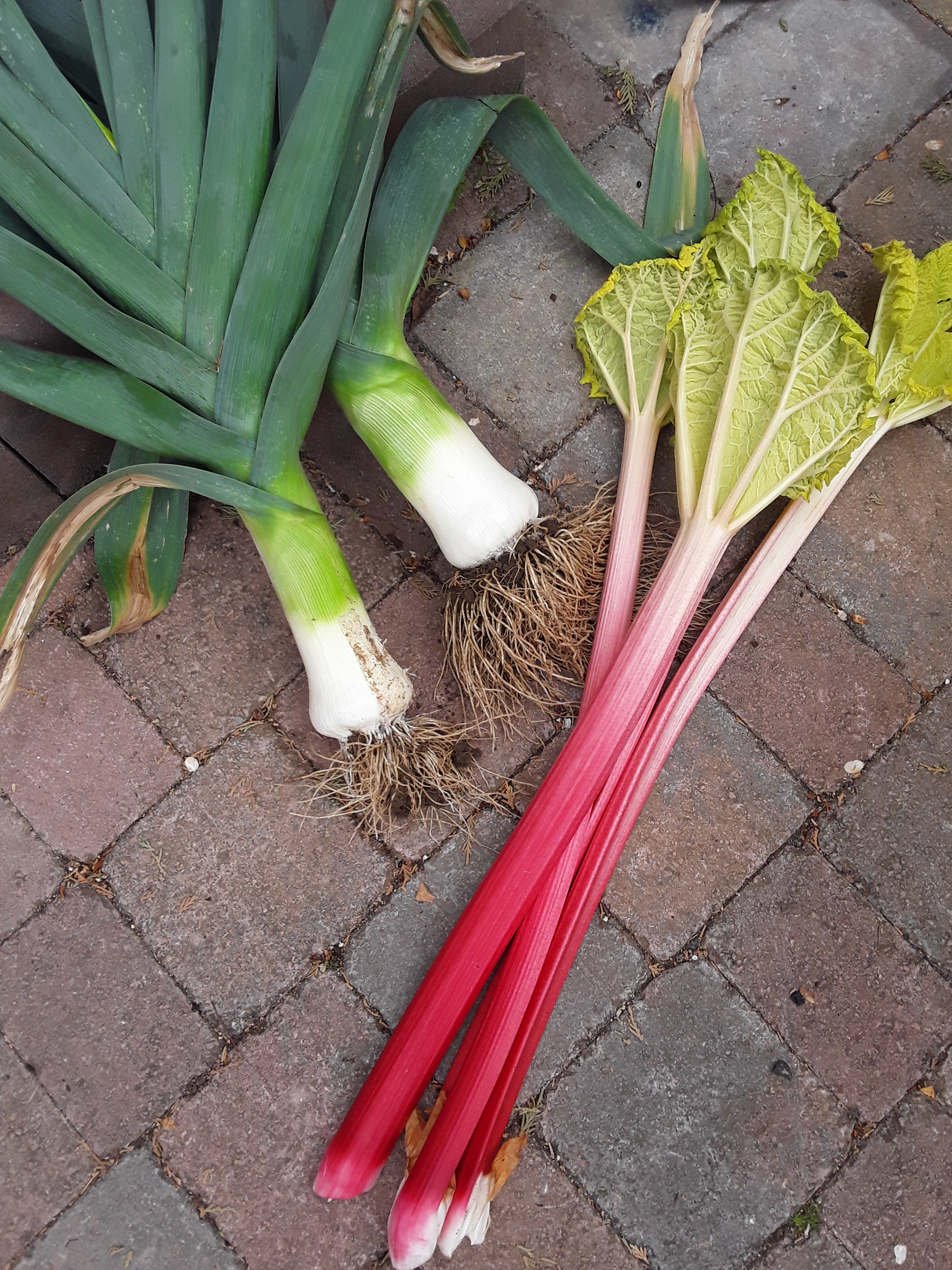 Leeks and Rhubarb