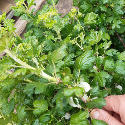 American Gooseberry Mildew