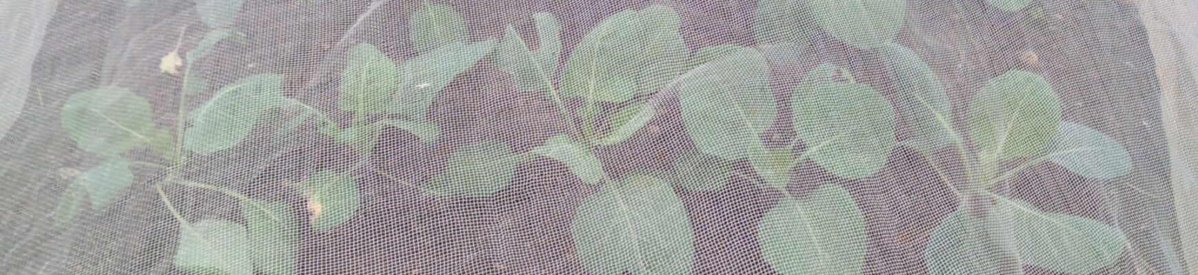 Spring cabbage under netting