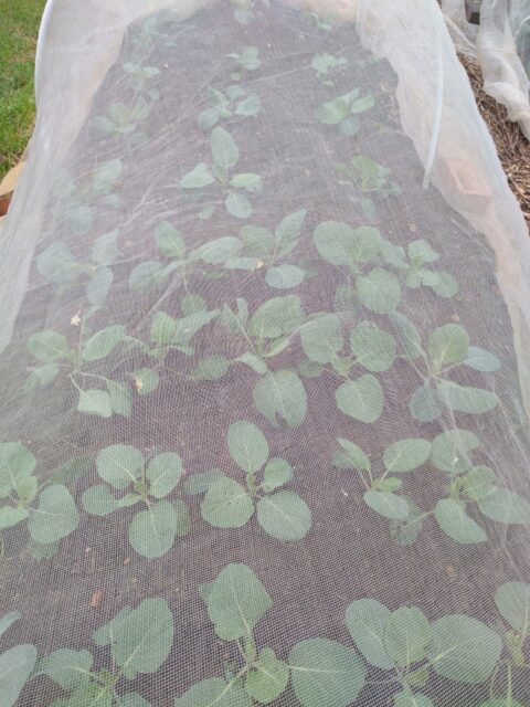 Spring cabbage under netting