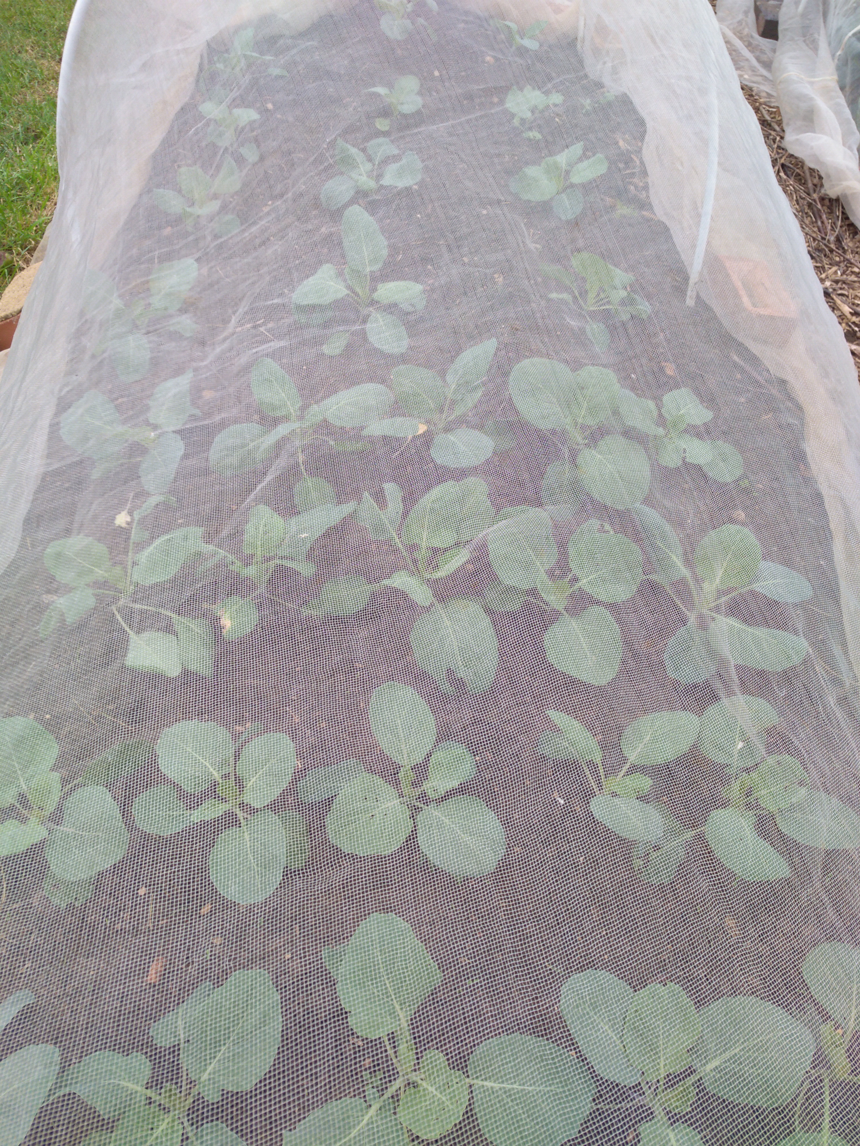 Spring cabbage under netting